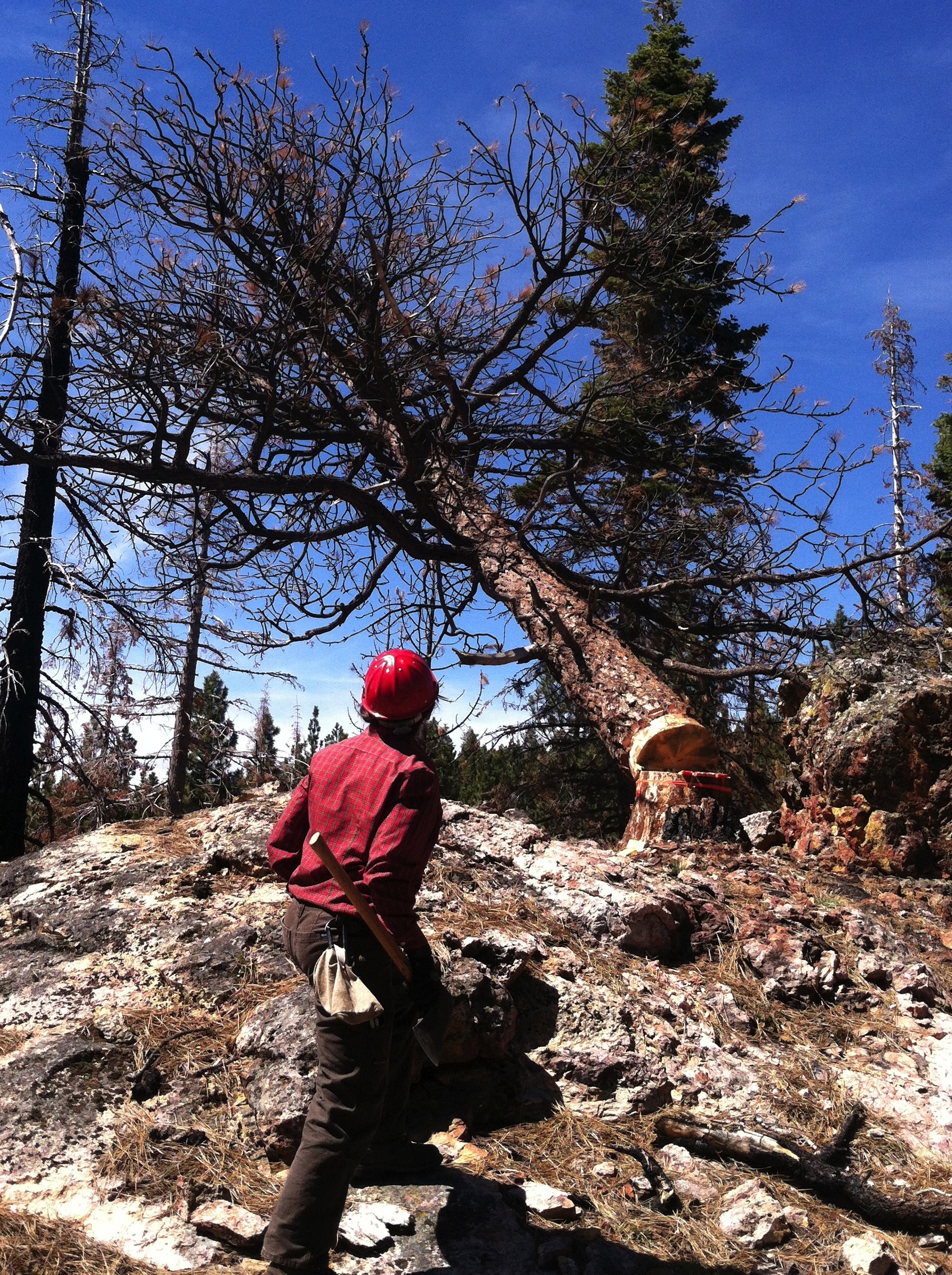 felling20140425.jpeg