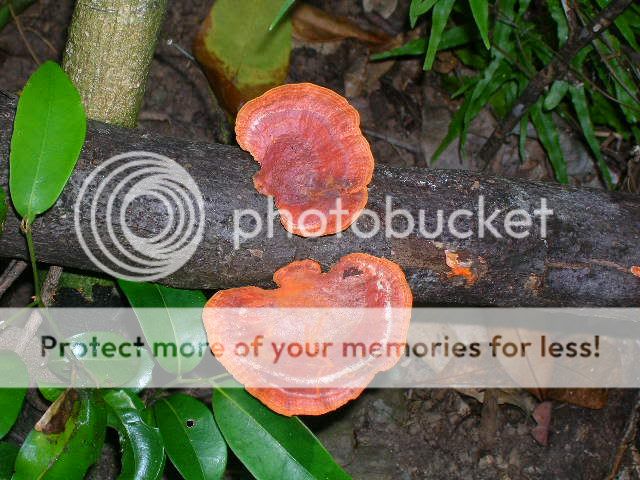 Capetribulation086.jpg