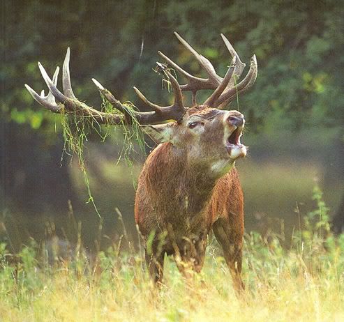 StagBuck.jpg
