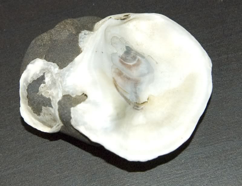DSC_5628sml.jpg