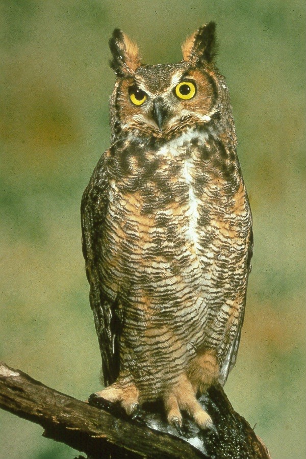 great-horned-owl.jpg