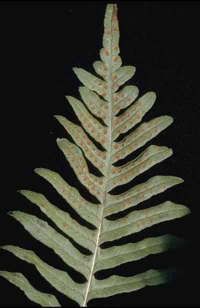 polypodiumglycyrrhiza.jpg