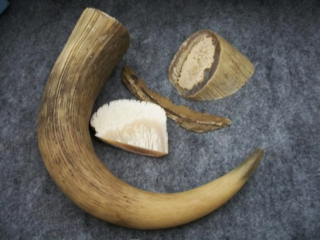 muskox023.jpg