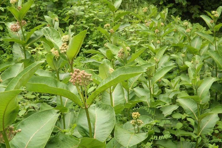 054%20MILKWEED%20750%20MED_zps6elyd7lu.jpg