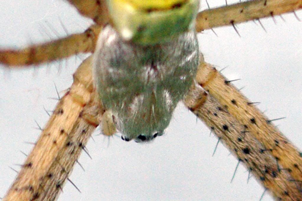 WespenspinneAusschnklein_zpsa8f5b0c1.jpg