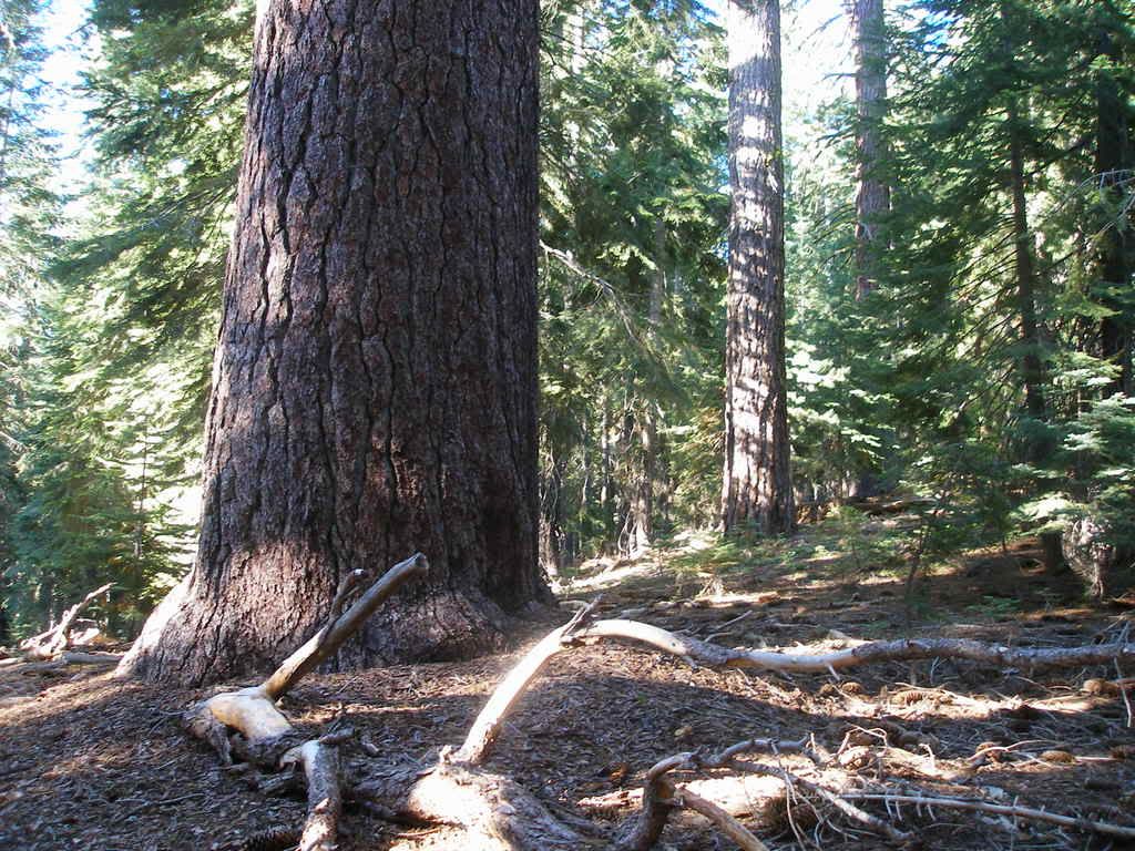 KingsCanyon2007046.jpg