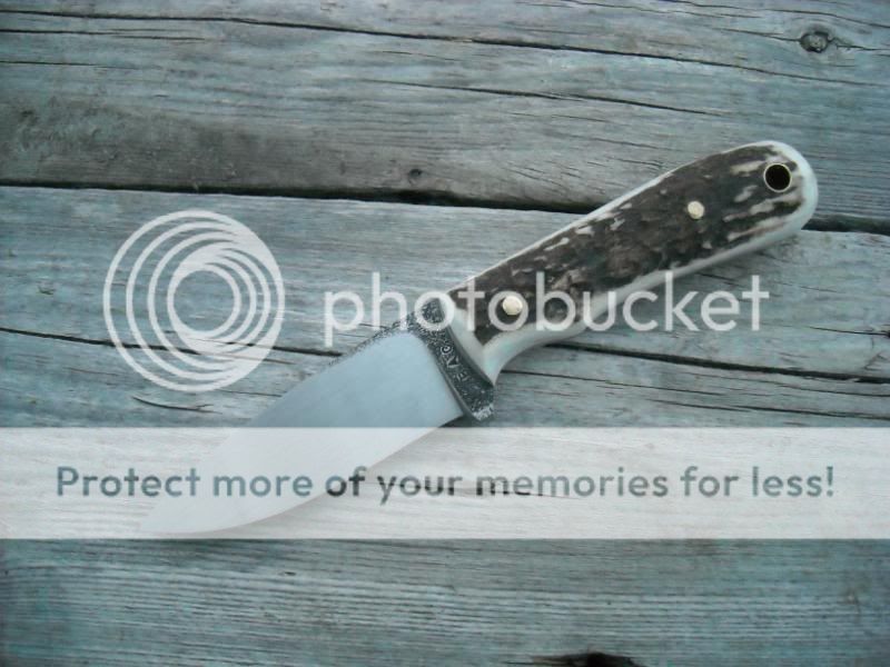 elk1084003.jpg