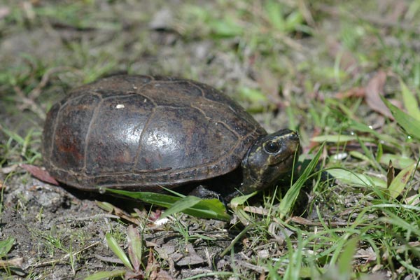 04040411PD_mud_turtle.jpg