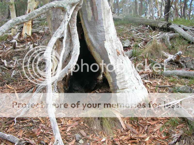 Treehollow3.jpg