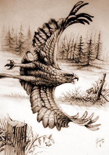 hawk-scrim.jpg