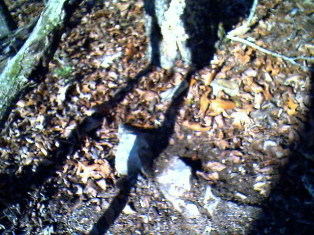 IMG00938.jpg