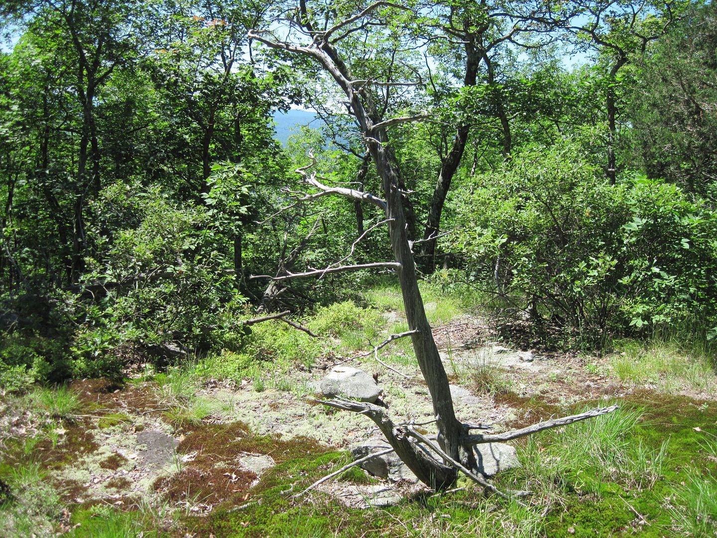 IMG_6482.jpg