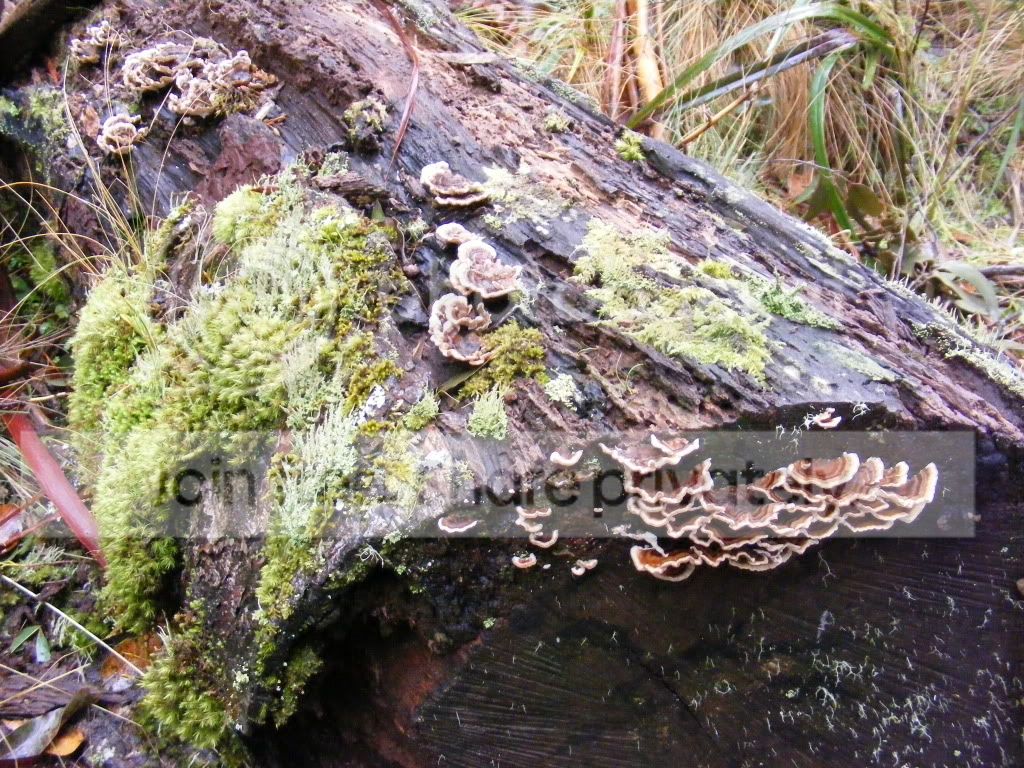 DSCF1823.jpg