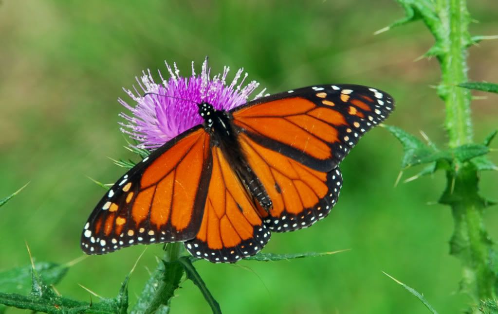 Butterfly.jpg