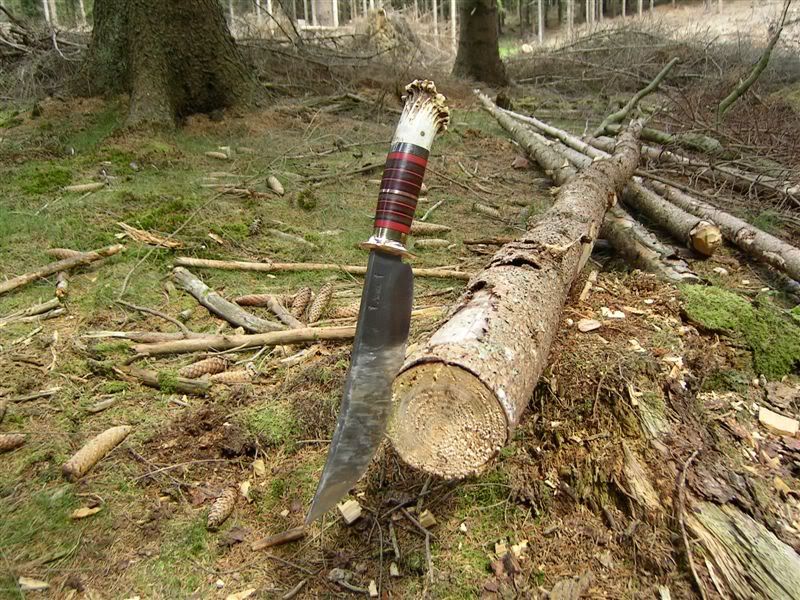 ScagelForesttesttreebranched.jpg