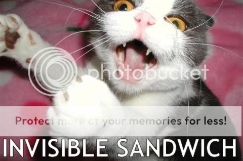 sandwichcat.jpg