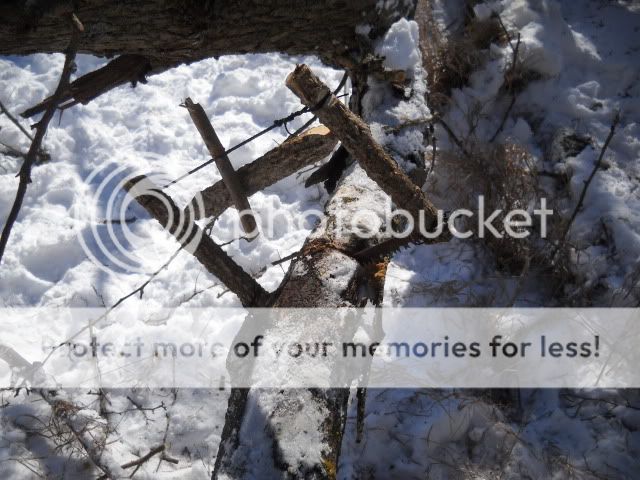 Bucksawcutting.jpg