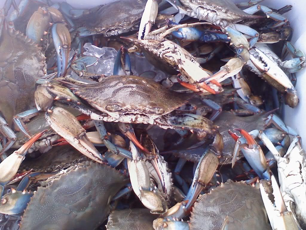 crabby.jpg