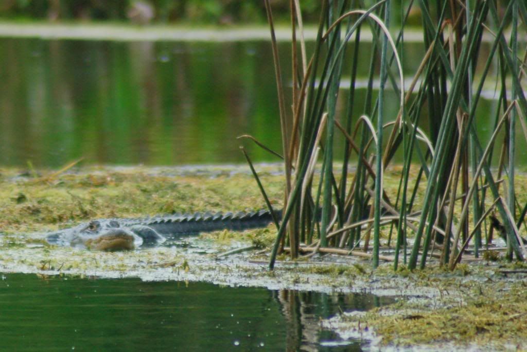 DSC_0074.jpg