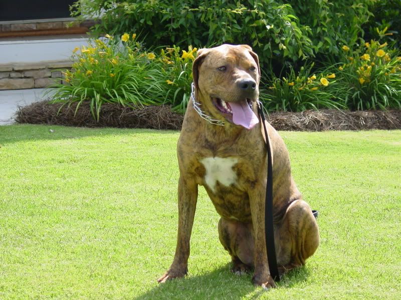 pups007.jpg