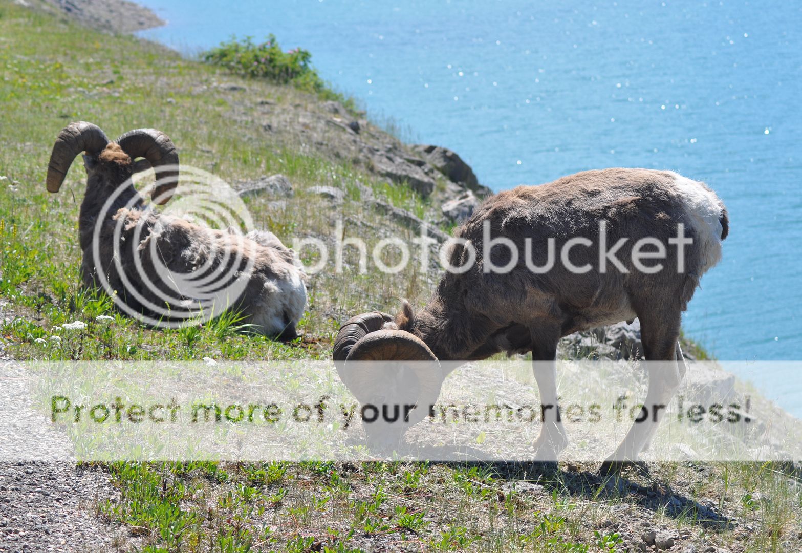 DSC_0401_zps96rdvsbs.jpg