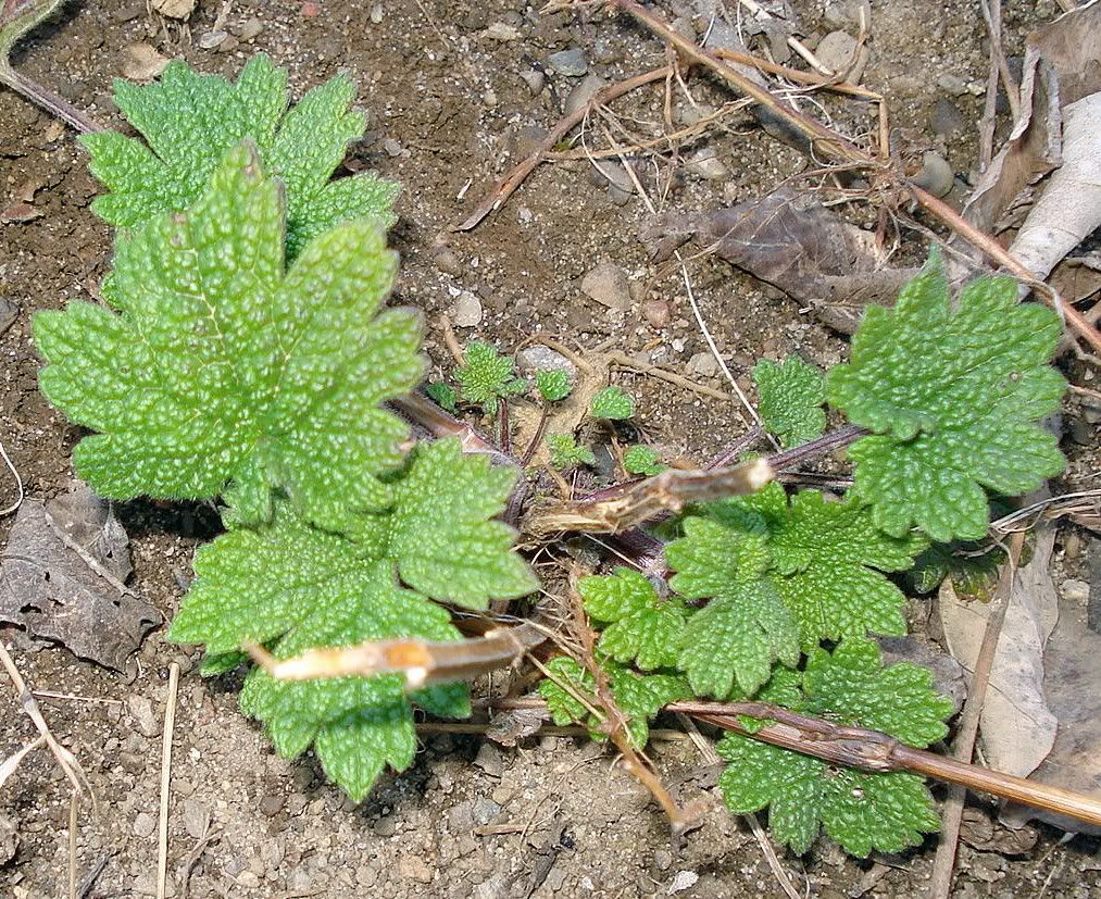 youngMotherwort.jpg