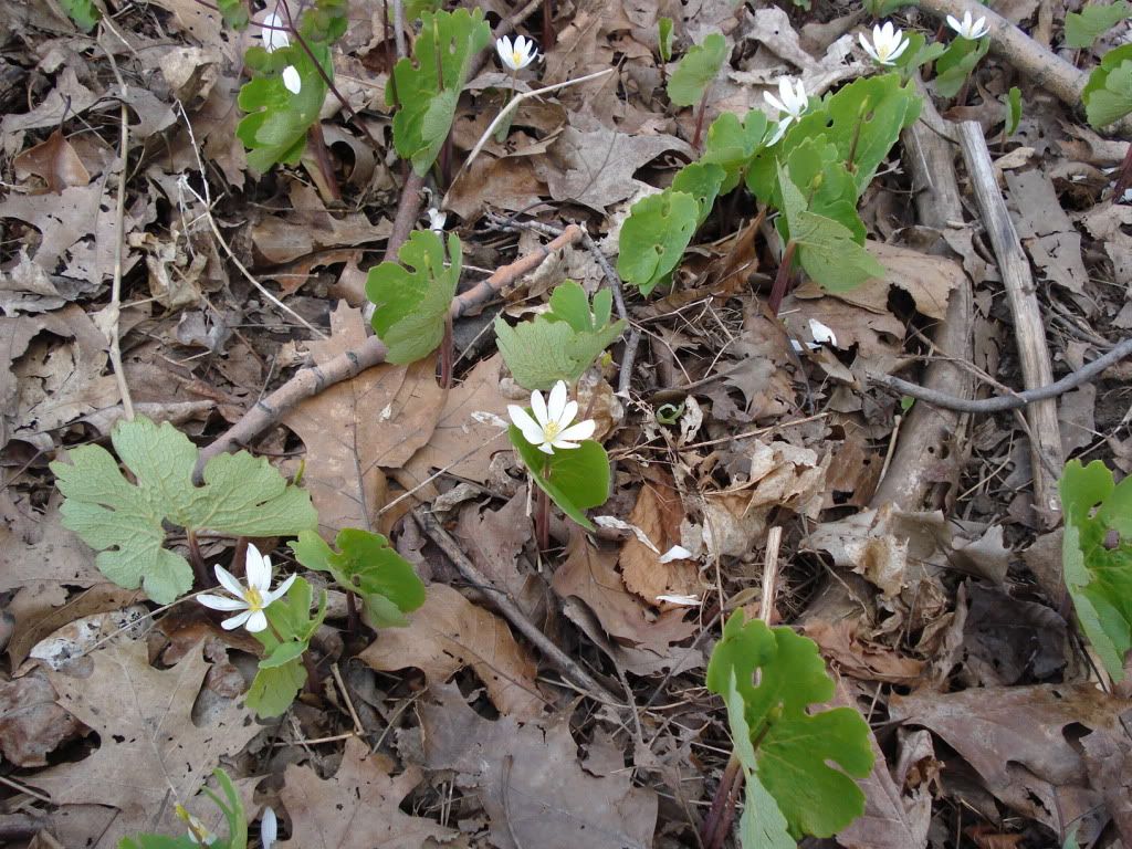 Bloodroot-1.jpg