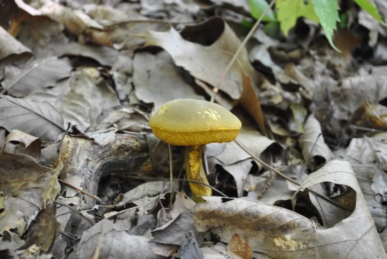 DSC_2445.jpg