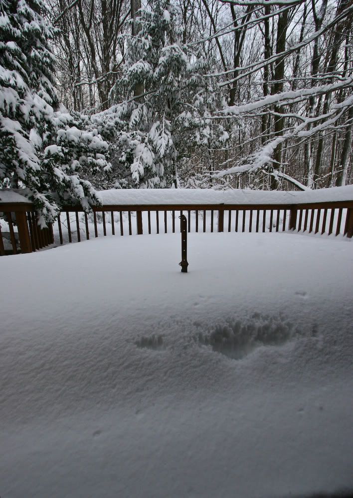 Snowstorm_1-27-11a.jpg