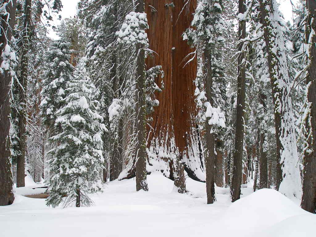 GiantForest2-7-09021.jpg