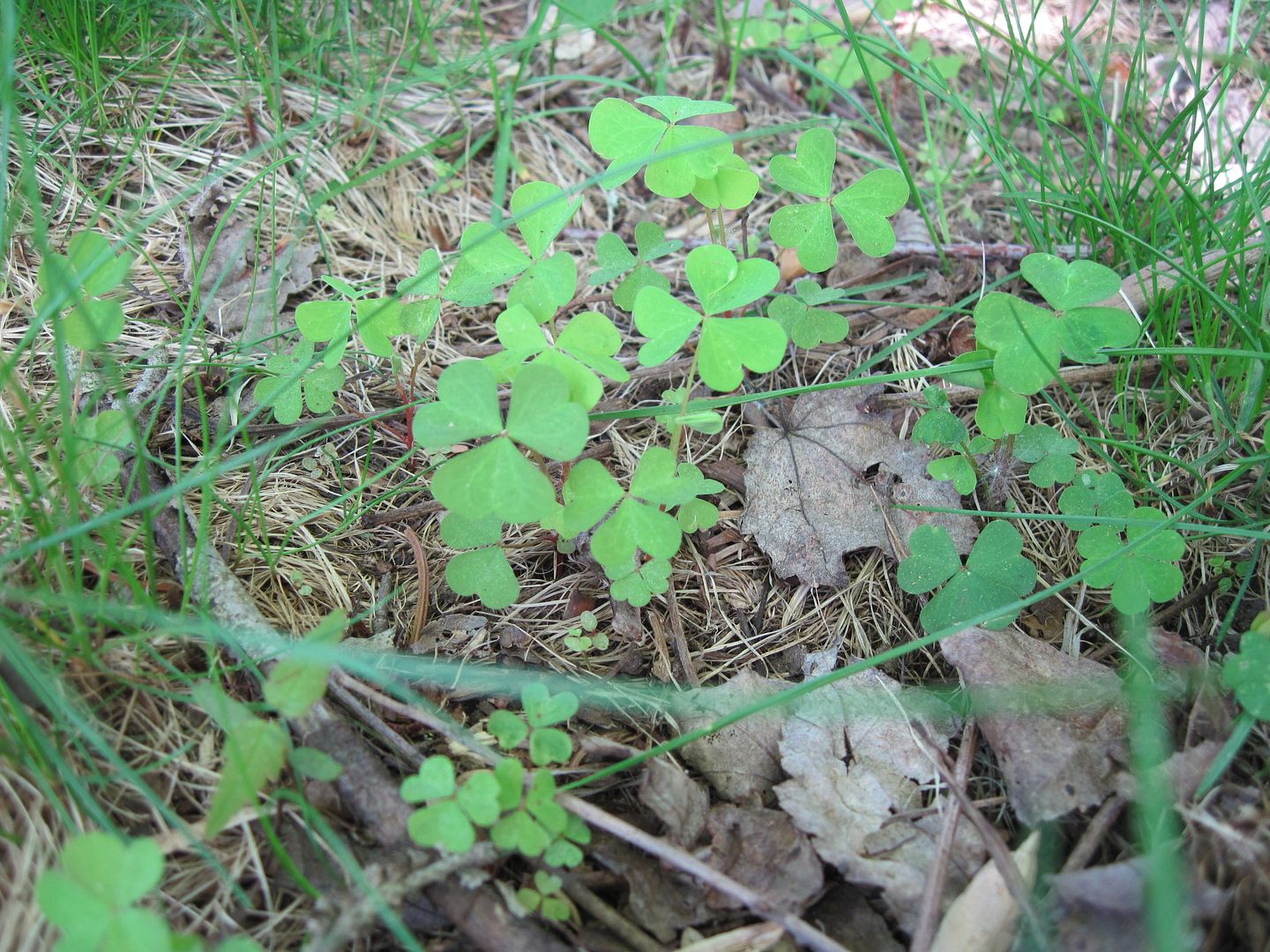 IMG_5804.jpg