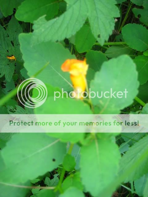 plants024.jpg
