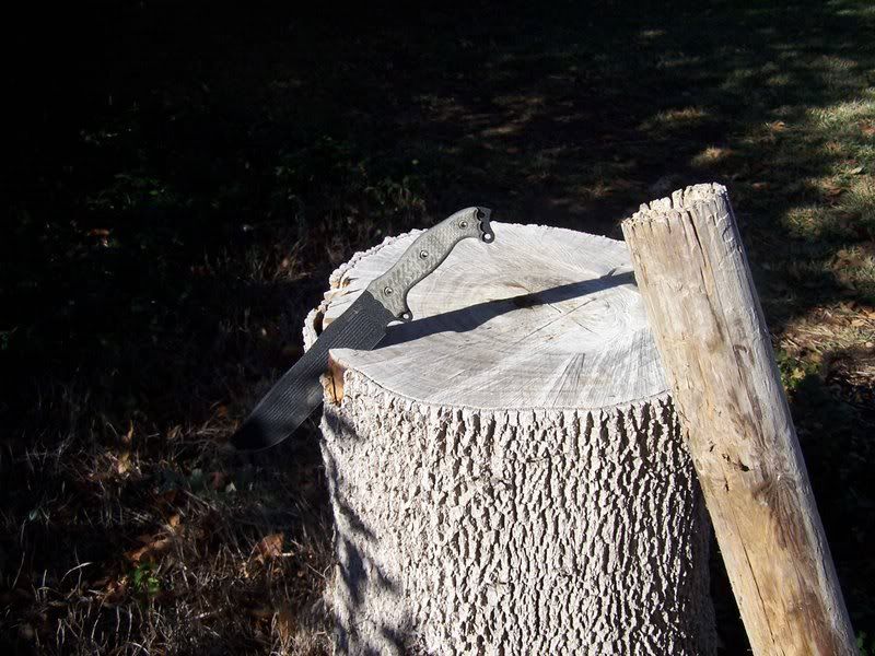 stump.jpg