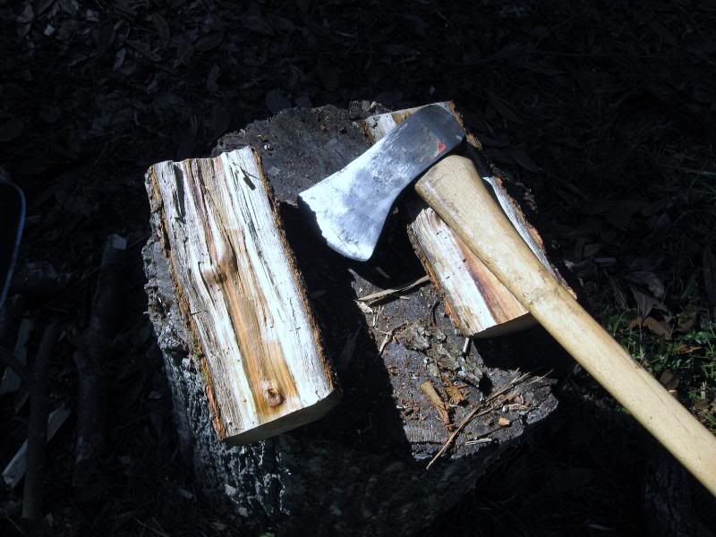 TreeNov2005025.jpg