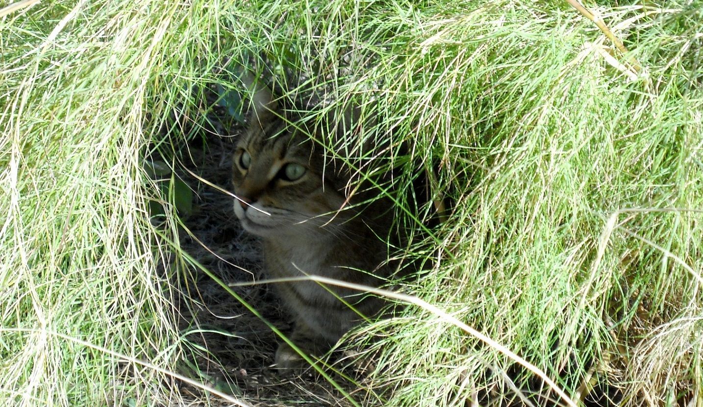 cat_in_grass_zps65981371.jpg~original