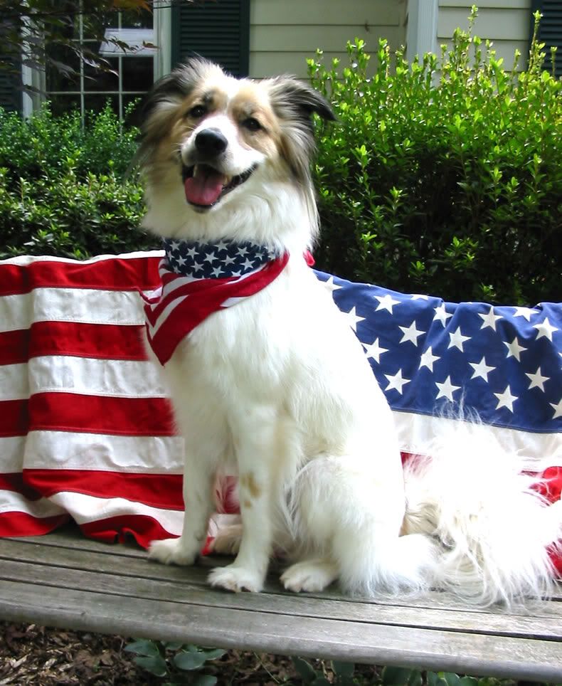 07-01-06-LibertyDog.jpg