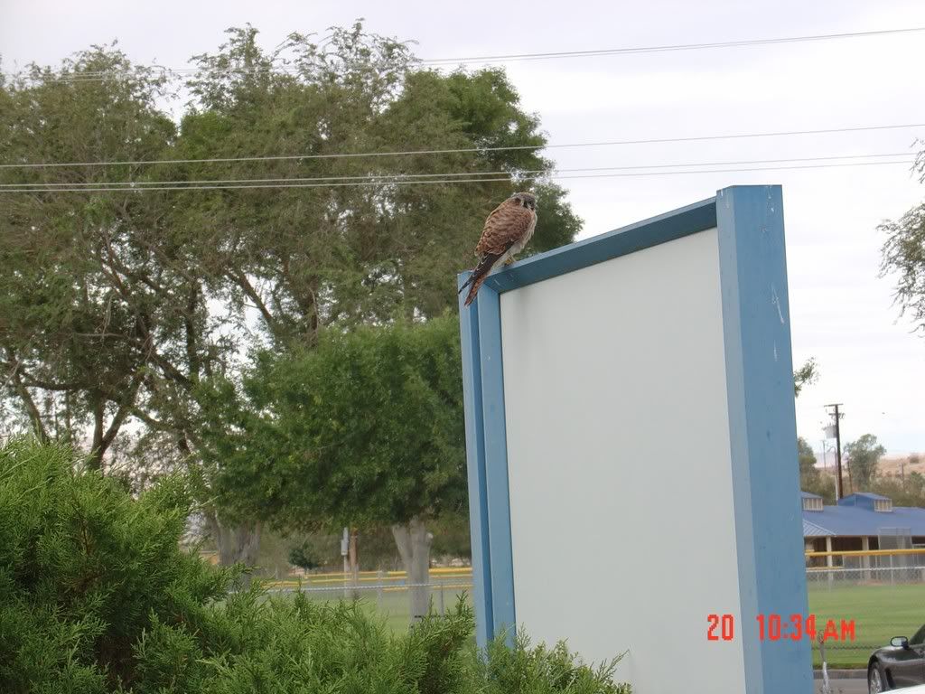 FemaleKestral5.jpg
