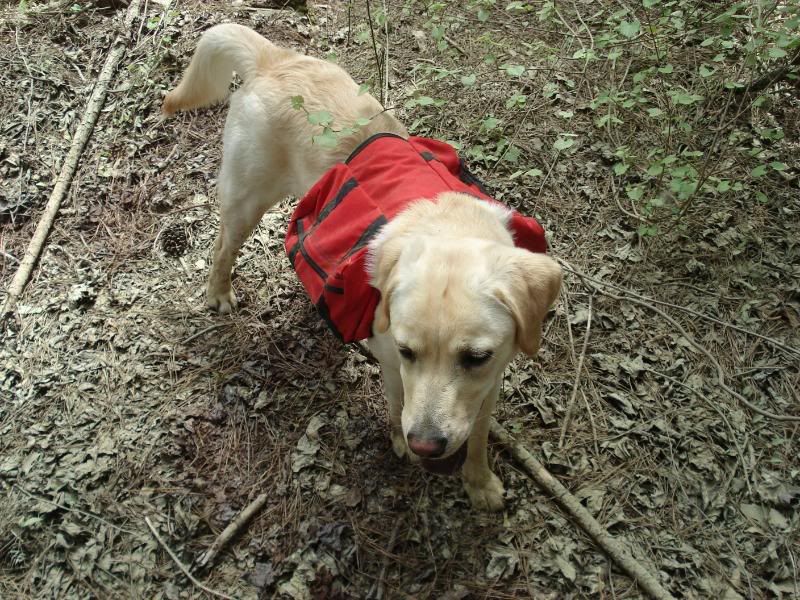 BackpackingPooch.jpg