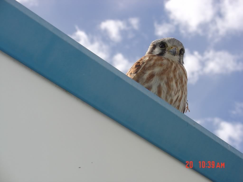 FemaleKestral6.jpg