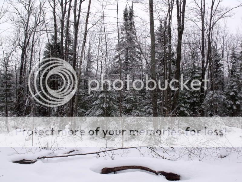 BoxingDaySnowshoeing020.jpg