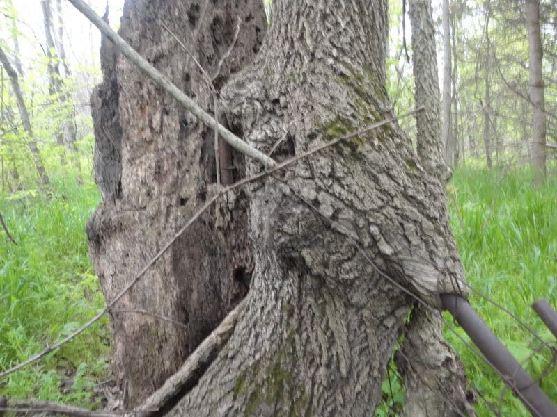 bushclass097.jpg