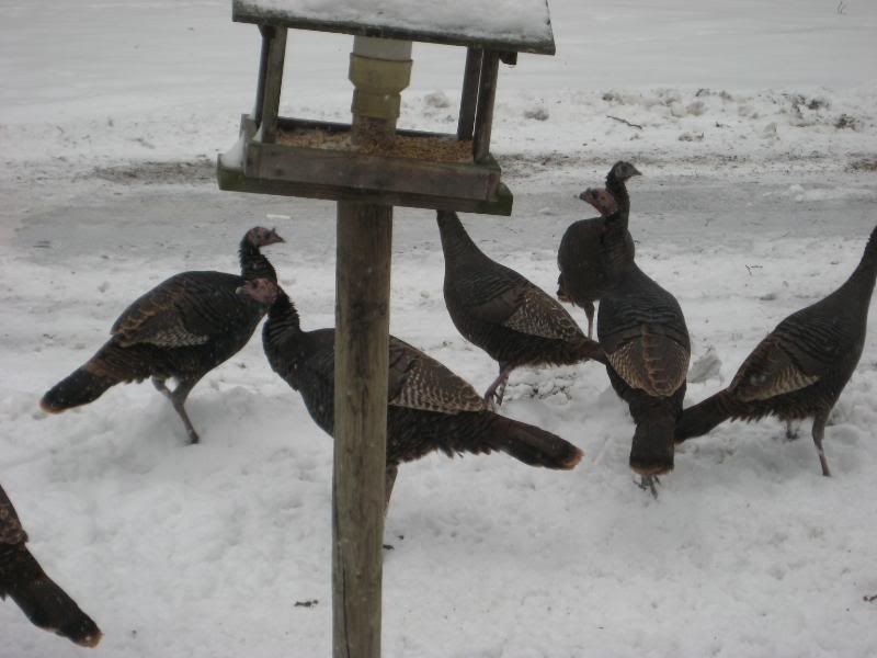 turkeys006.jpg