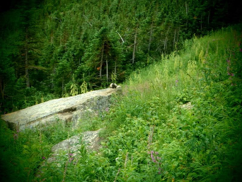 Banff2012178.jpg