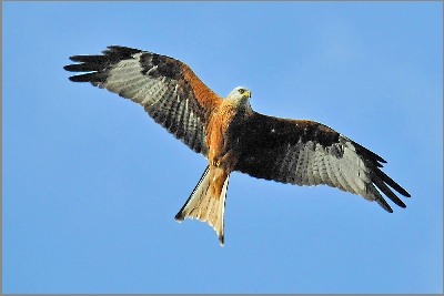 Red%20Kite%2012.jpg