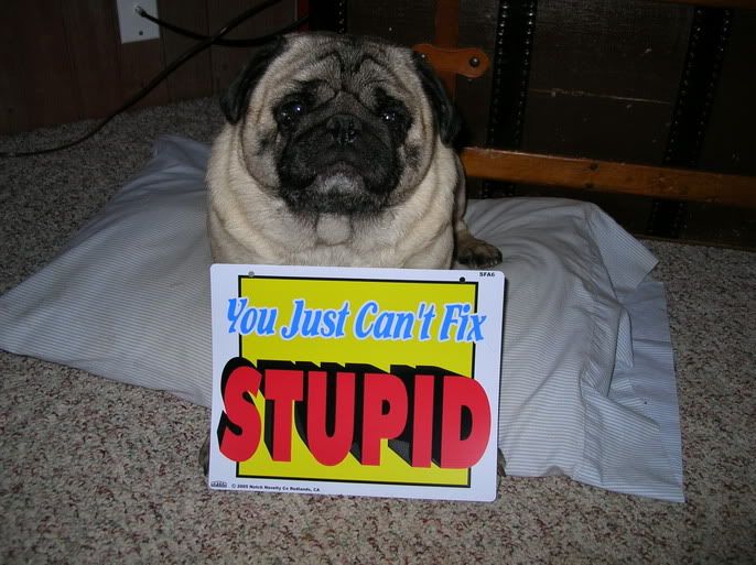 pugstupid1.jpg