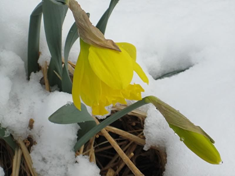 springbitessometimes001.jpg
