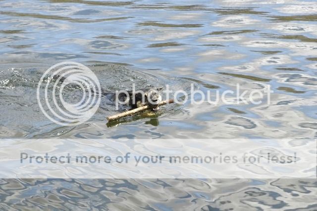 _DSC2111sml.jpg