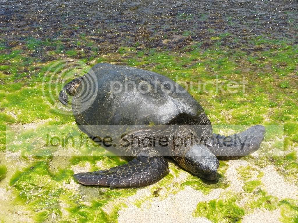 Turtle.jpg