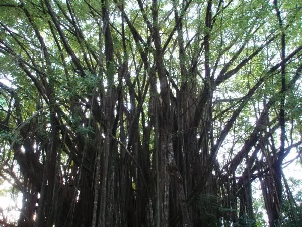 tree.jpg