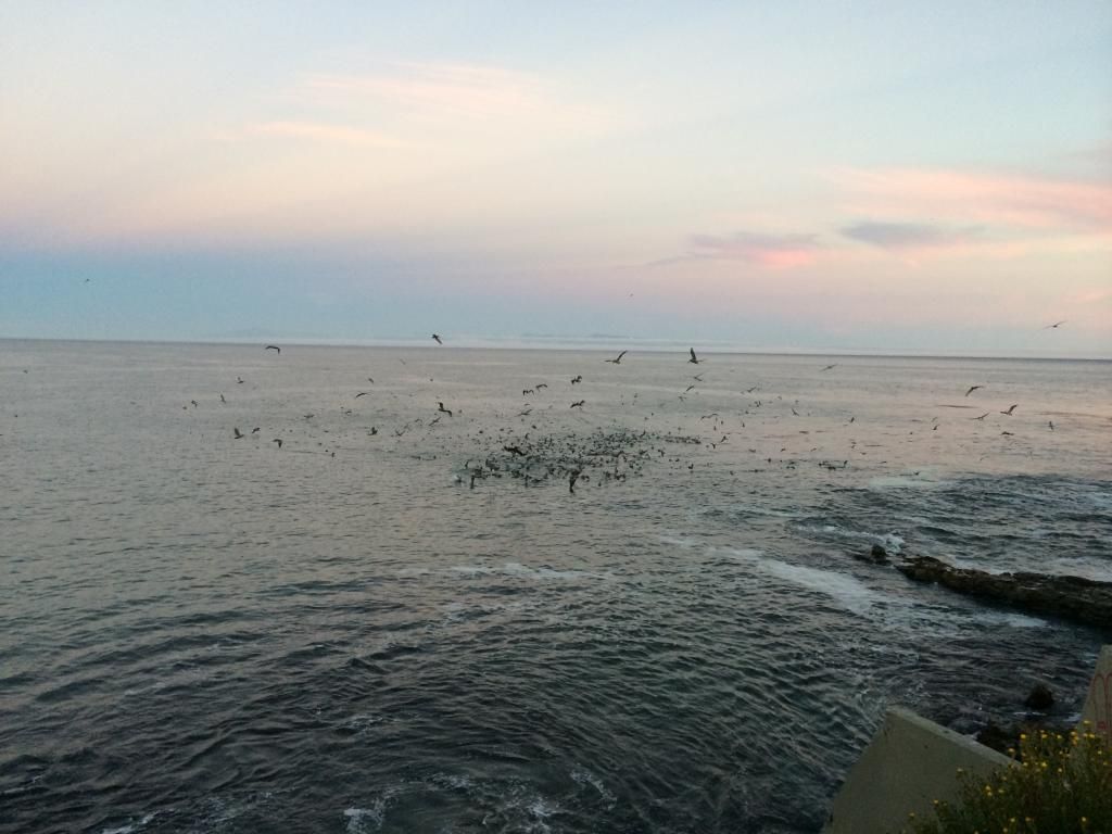 IMG_8300_zps08c90fb3.jpg